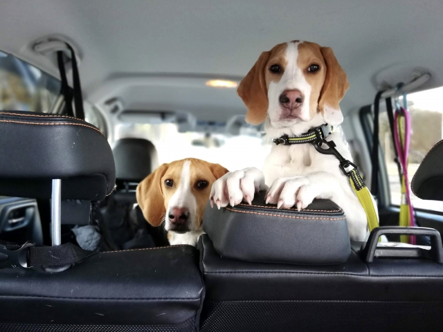 車の座席に座る2匹の犬
