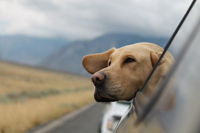 車の窓から顔を出す犬