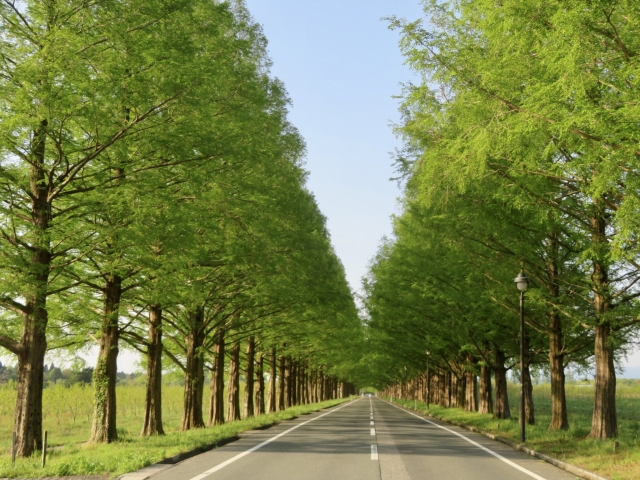 ドライブ林間道路