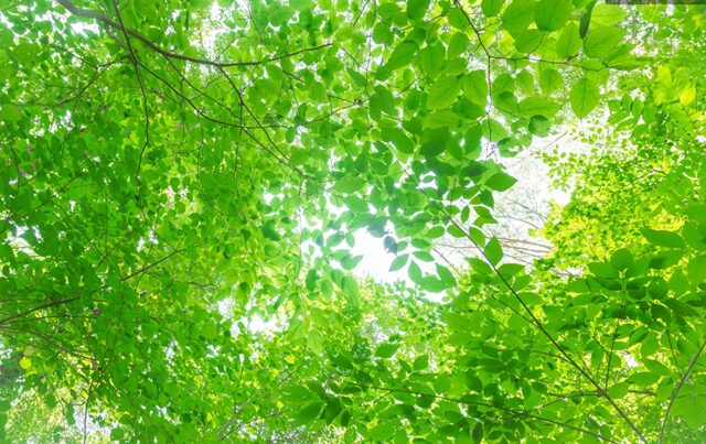 神秘的な木々の木漏れ日 納車に良い日